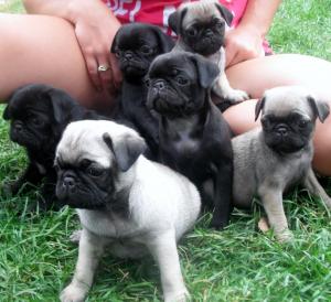 PurebredPugpuppiesForgoodhome